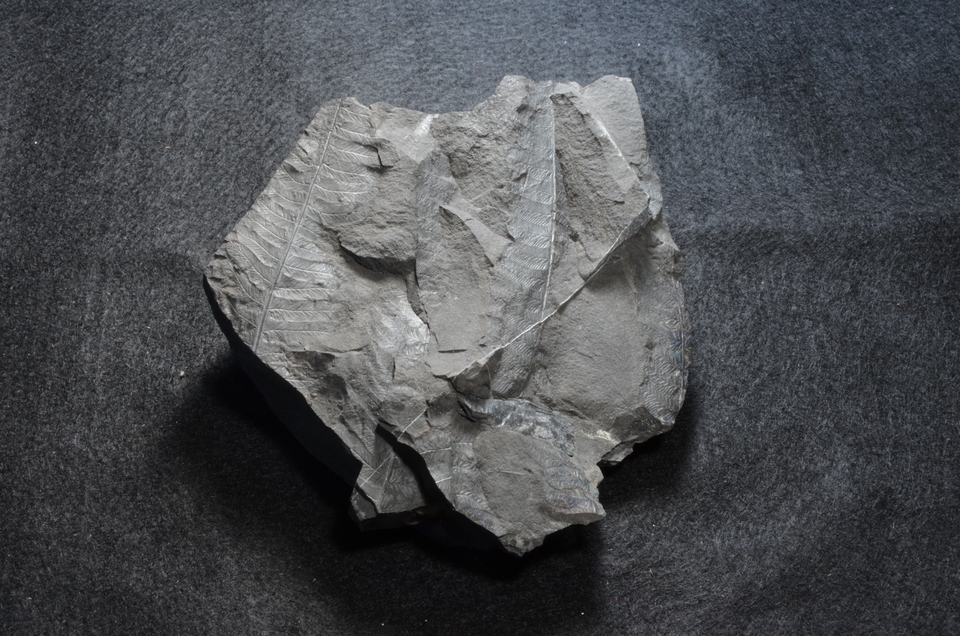 美祢層群の植物化石（化石）の画像