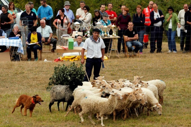 牧羊犬コンテストの画像