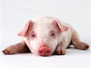 (6)豚などを飼育の画像