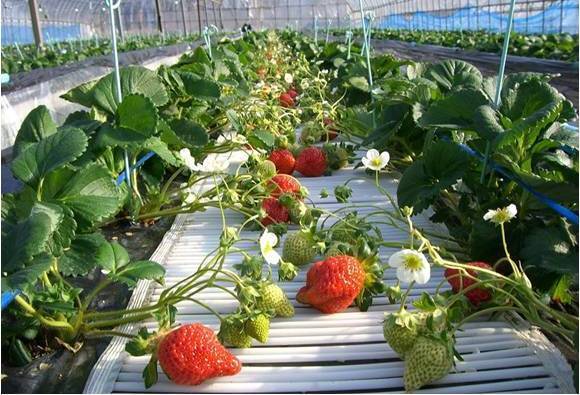 image1:Suo-Oshima Fruits Picking