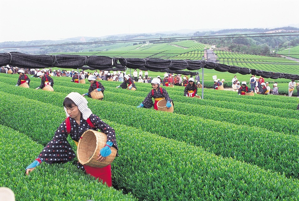 image:Fujigochi Tea Garden