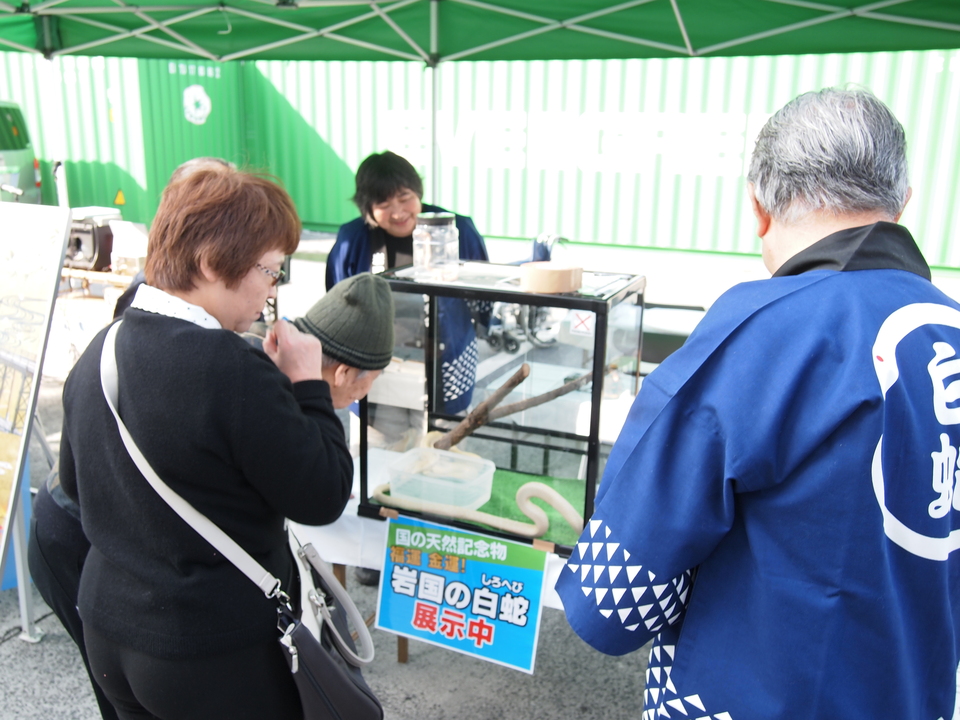 天然記念物「岩国のシロヘビ」展示の画像