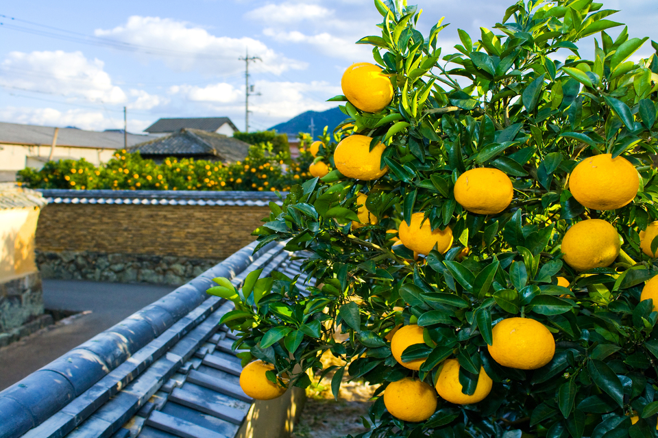 萩城下町の画像2