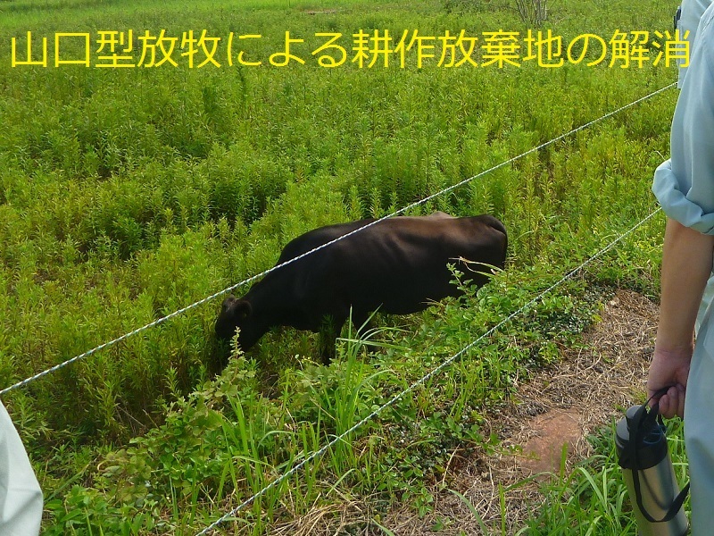 （生息地管理）山口型放牧による耕作放棄地の解消