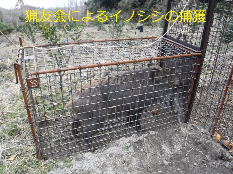 （捕獲）猟友会によるイノシシの捕獲