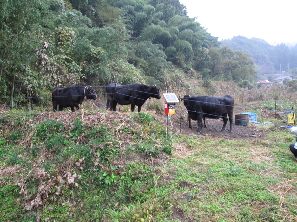 放牧風景（美和町）の画像