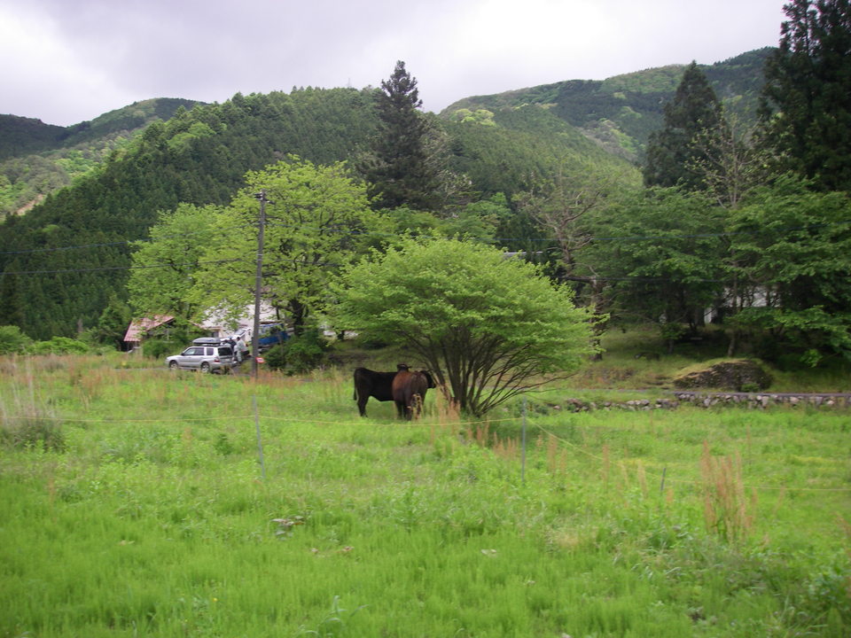 放牧風景（錦町）の画像