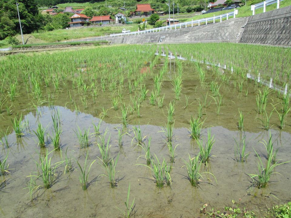 飼料用米専用品種の栽培の画像