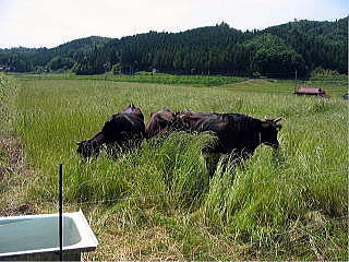 山口型放牧の推進の画像