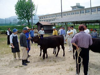 和牛子牛共励会の画像