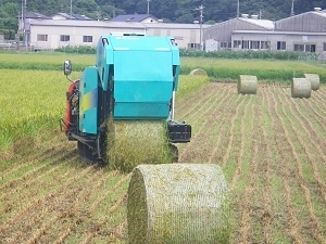 飼料用イネの収穫の画像