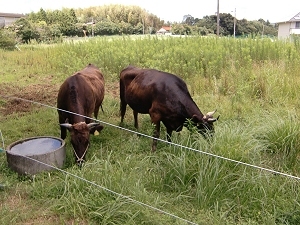 山口型放牧の推進の画像