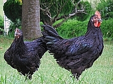 黒かしわ地鶏