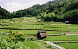 棚田の写真（夏）