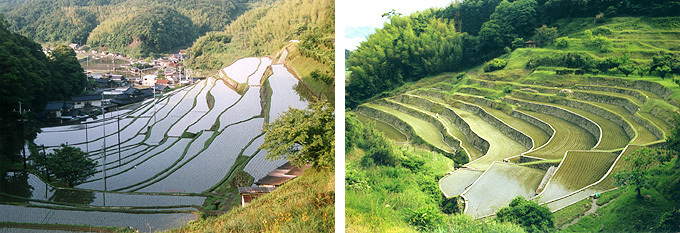 四郎谷地区の棚田の画像