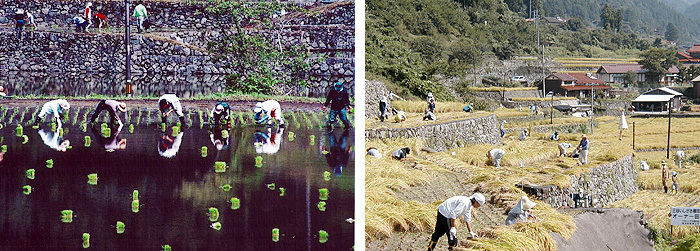 三谷地区いしがきの棚田の画像