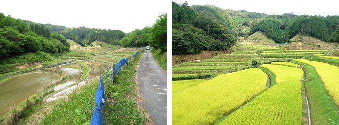 豊田前一区地区の棚田の画像