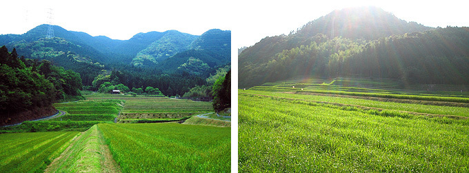 半田地区の棚田の画像