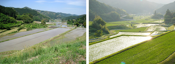 大石地区の棚田の画像