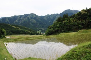 半田地区の棚田