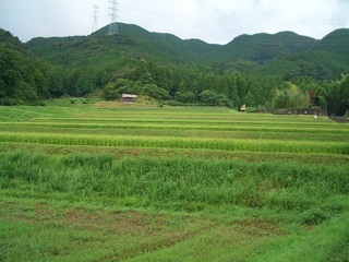 半田地区の棚田