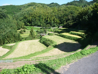 日向平地区の棚田