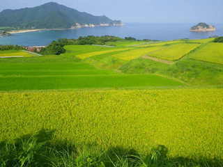 木与地区の棚田