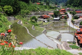 三谷地区の棚田