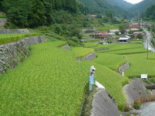 三谷地区の棚田