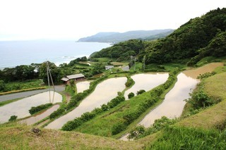 中ノ森地区の棚田