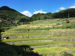 小畑地区の棚田