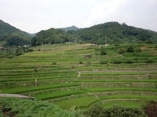 小畑地区の棚田