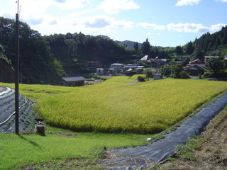 大道理鹿野地地区の棚田