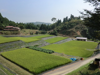 大道理鹿野地地区の棚田