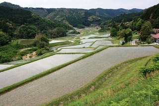 大石地区の棚田