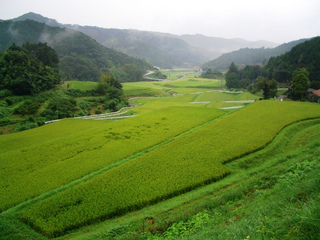 大石地区の棚田