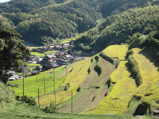 四郎谷地区の棚田