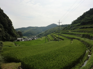 四郎谷地区の棚田