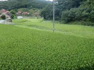 豊田前一区地区の棚田