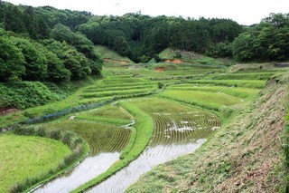 豊田前一区地区の棚田