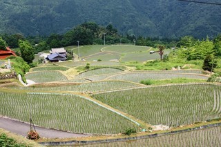 上沼田地区の棚田