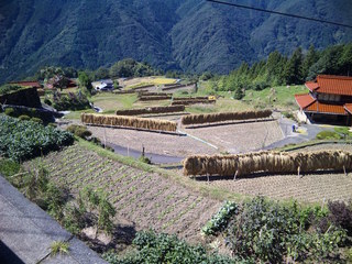 上沼田地区の棚田