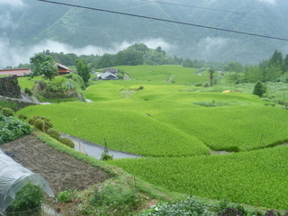 上沼田地区の棚田