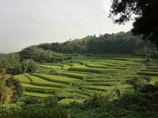 井谷地区の棚田