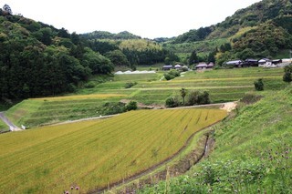 吉敷畑の棚田