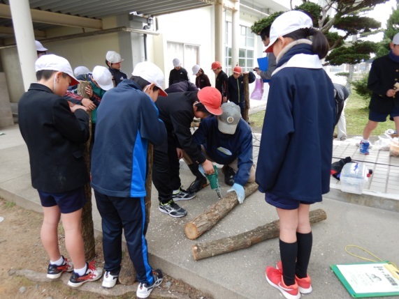 会員の指導で植菌作業（明倫小）の画像