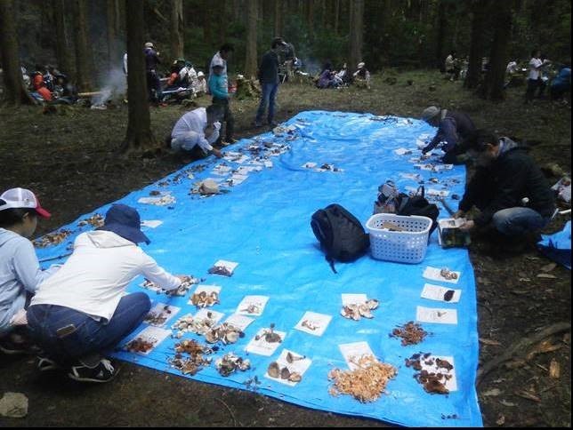 採集された「野生きのこ」の画像