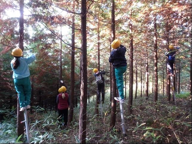 枝打ち作業に挑戦！の画像