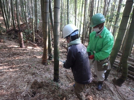 竹の伐採に挑戦の画像