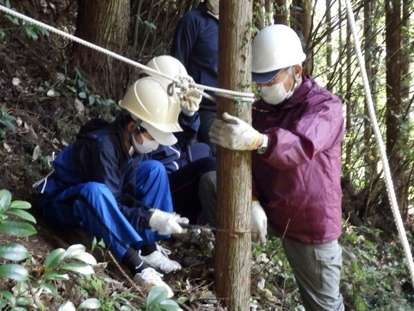 間伐作業（上手に切口できるかな）の画像